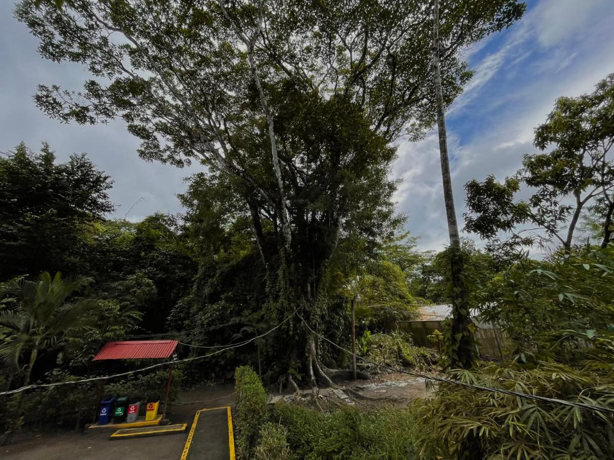 Los Amigos Jungle Hotel Tortuguero Eksteriør bilde