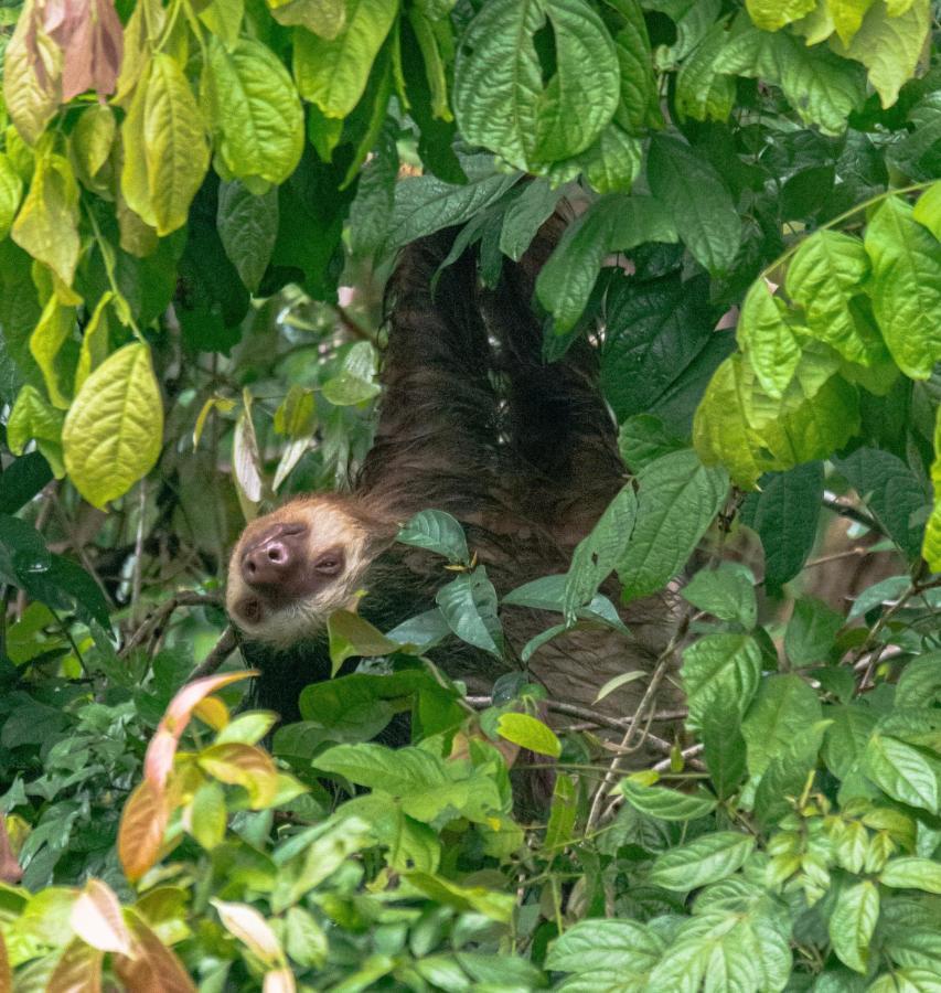 Los Amigos Jungle Hotel Tortuguero Eksteriør bilde